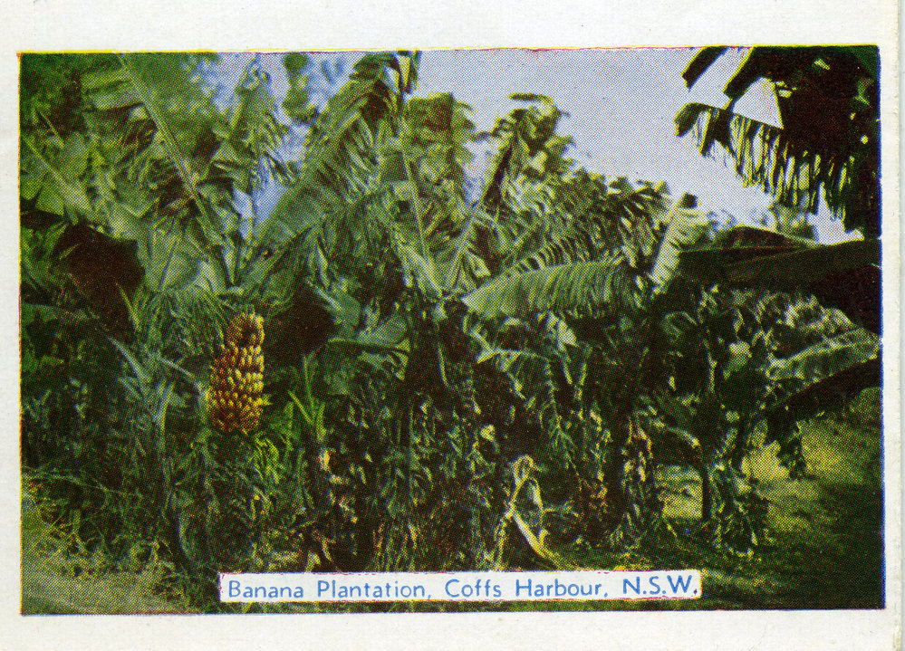Banana plantation, c.1955