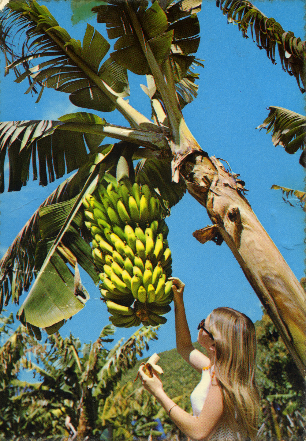 Mature bunch of bananas ready to be cut, c.1970
