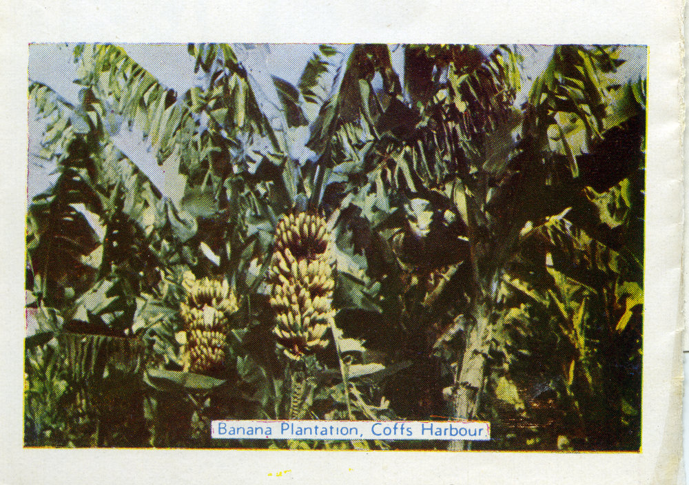 Banana plantation