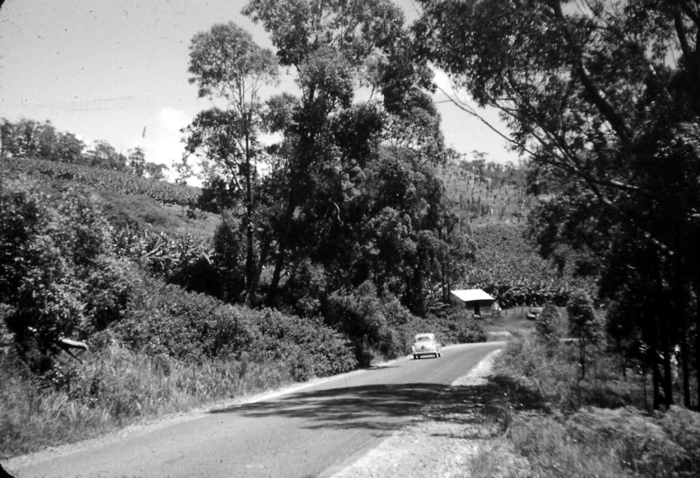 Road through banana plantation