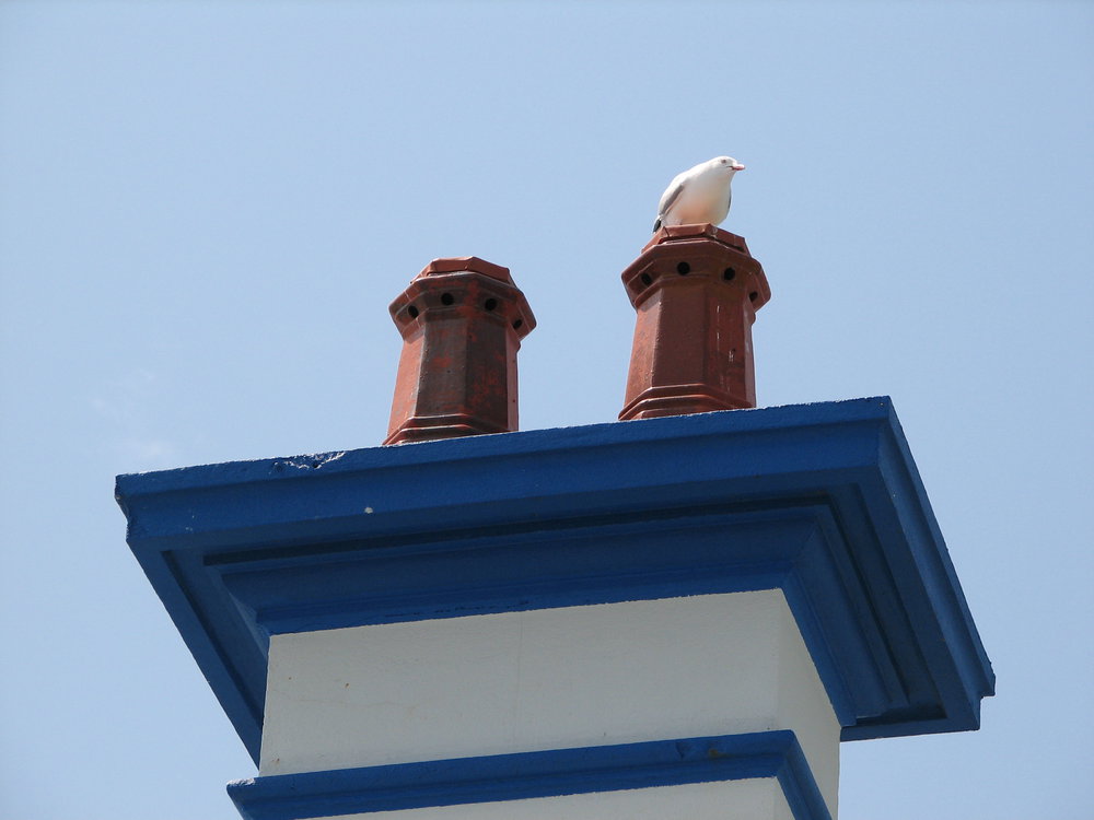 Cottage chimney and seagull, South Solitary Island, 2007