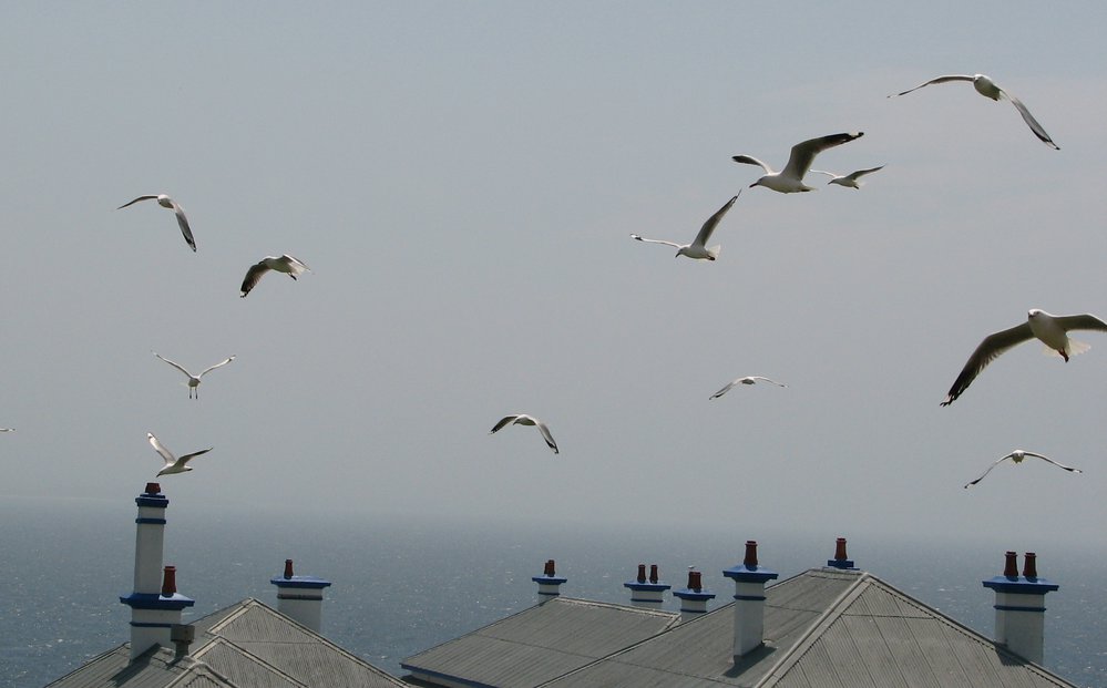 Seagulls and lightkeepers' cottages, South Solitary Island, 2007
