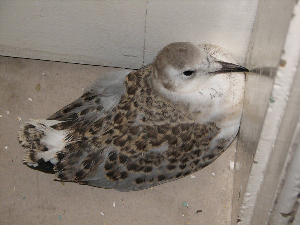 Chick, South Solitary Island, 2007