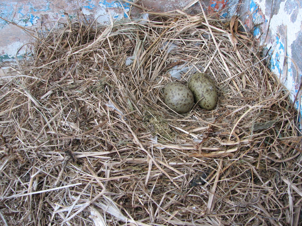 Bird nest &amp; eggs, South Solitary Island, 2007