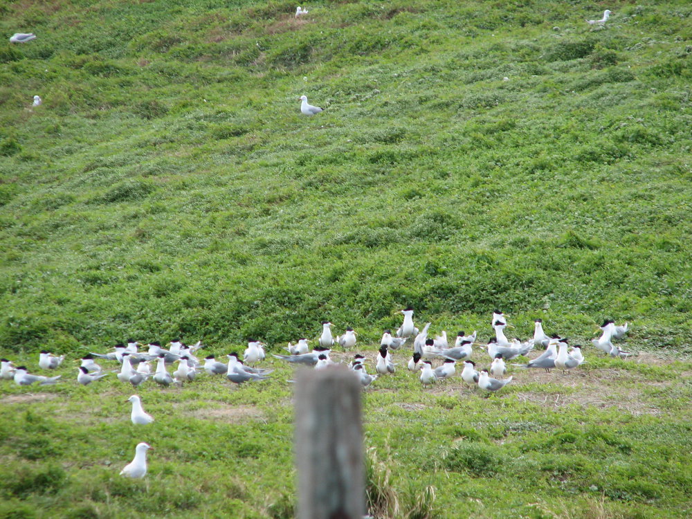 Terns &amp; seagulls, South Solitary Island, 2007