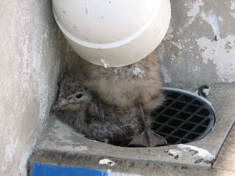 Chick sheltering under drainpipe, South Solitary Island, 2007