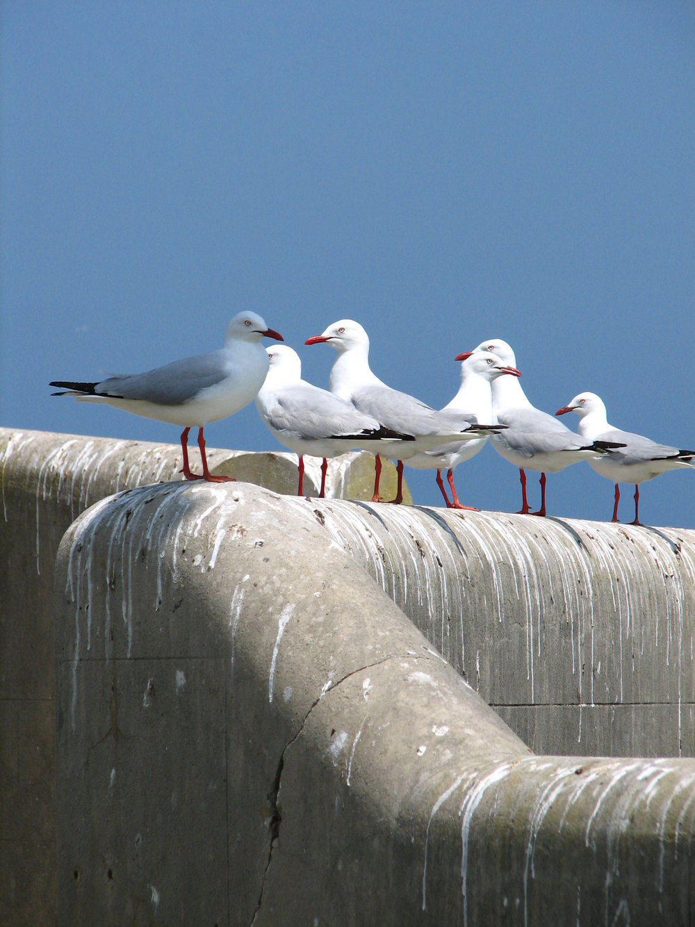 Seagulls on wall, South Solitary Island, 2007