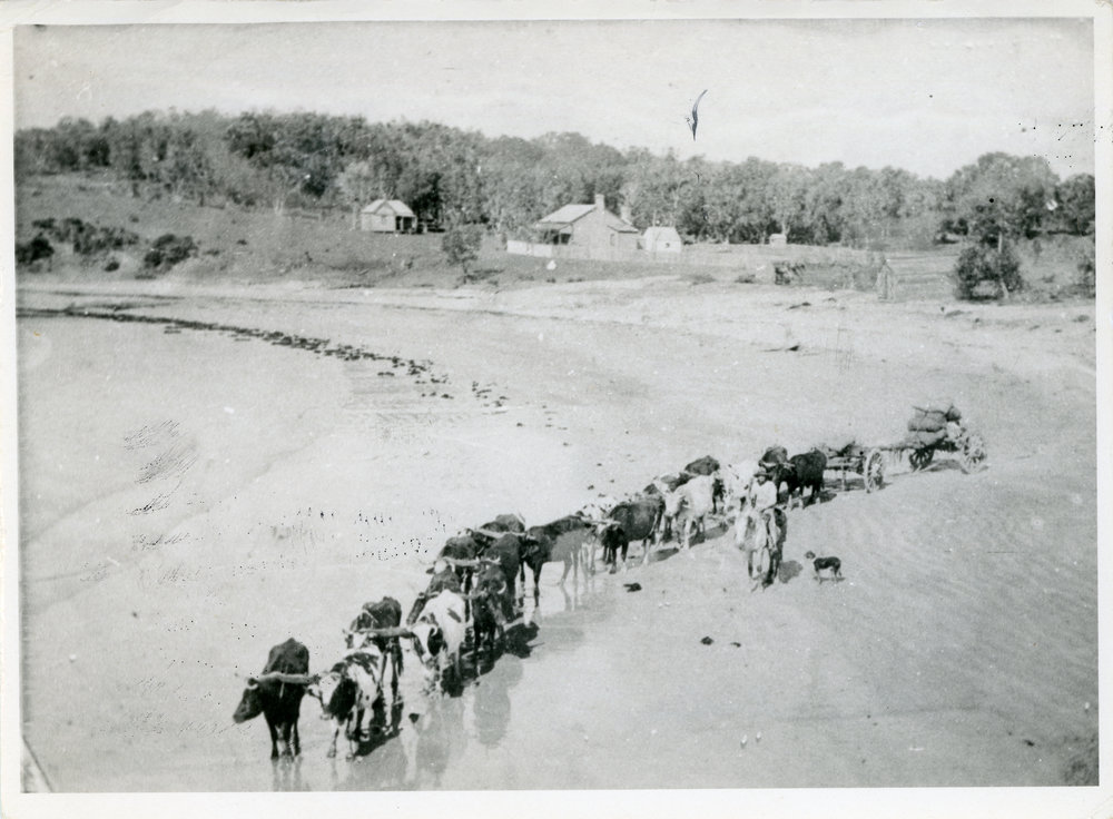 Casson's bullock team on Woolgoolga Beach, mid 1890s
