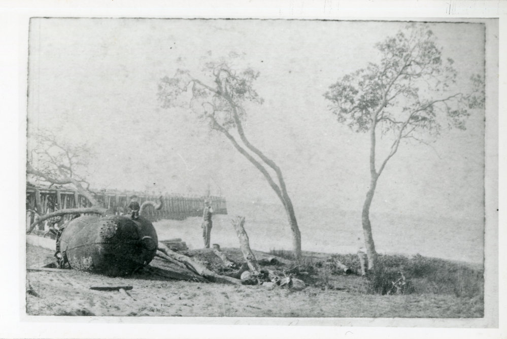 Alex Mowles sitting on an SS Orara buoy south of Woolgoolga Jetty, c.1899