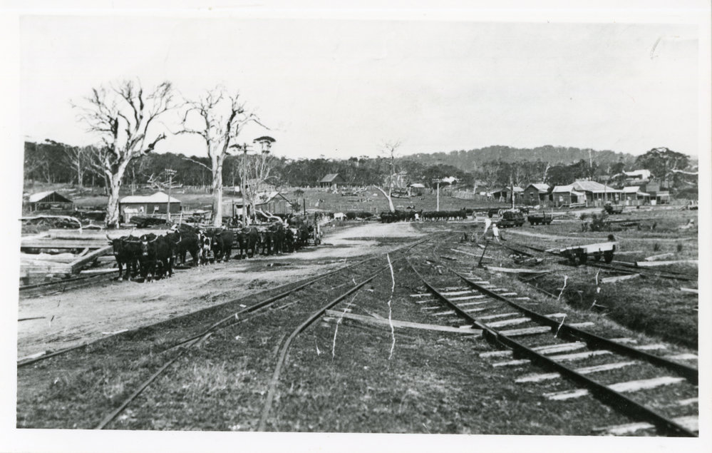 Bullock teams approaching the Woolgoolga Jetty beside BAT tramway tracks, August 1929