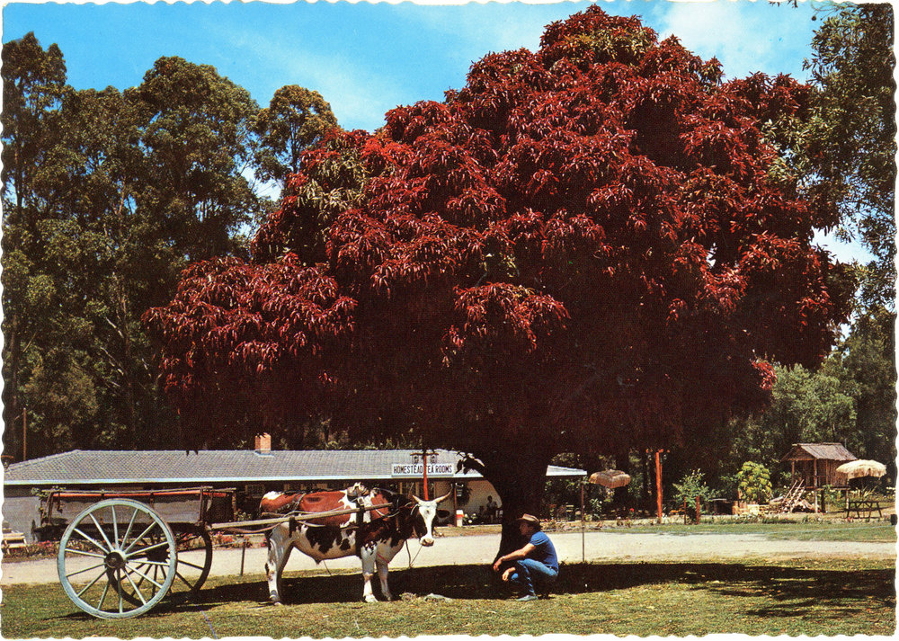 A bullock-drawn cart at Kumbaingeri Sanctuary, 1970s