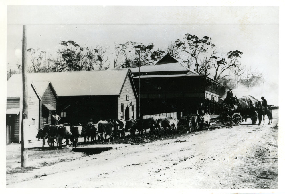 A bullock team on Ocean Street, c.1907