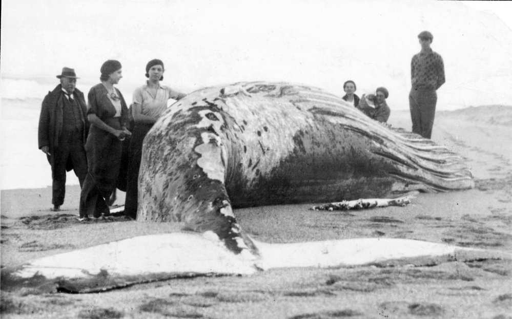 Whale on Red Rock Beach 1940