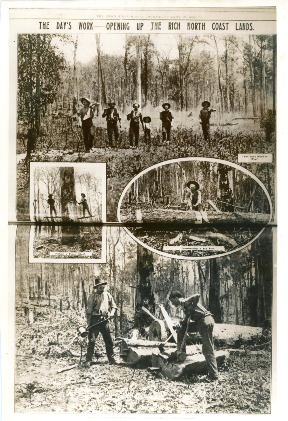 Compilation of timber-cutters at work, 1909
