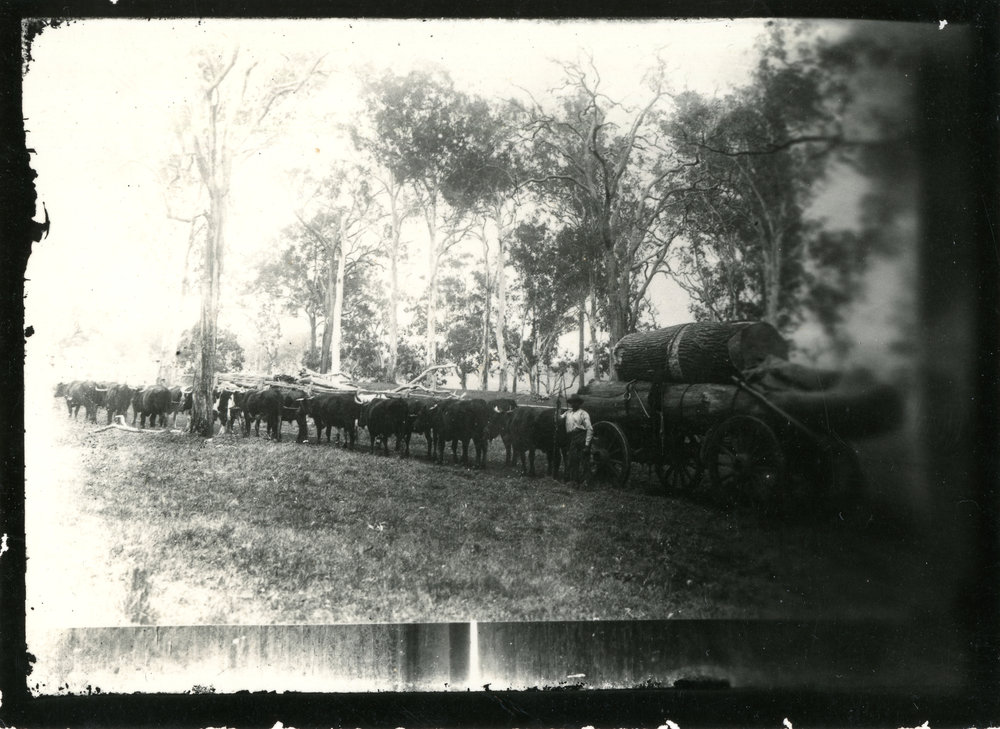 A team of Devon bullocks, 1904