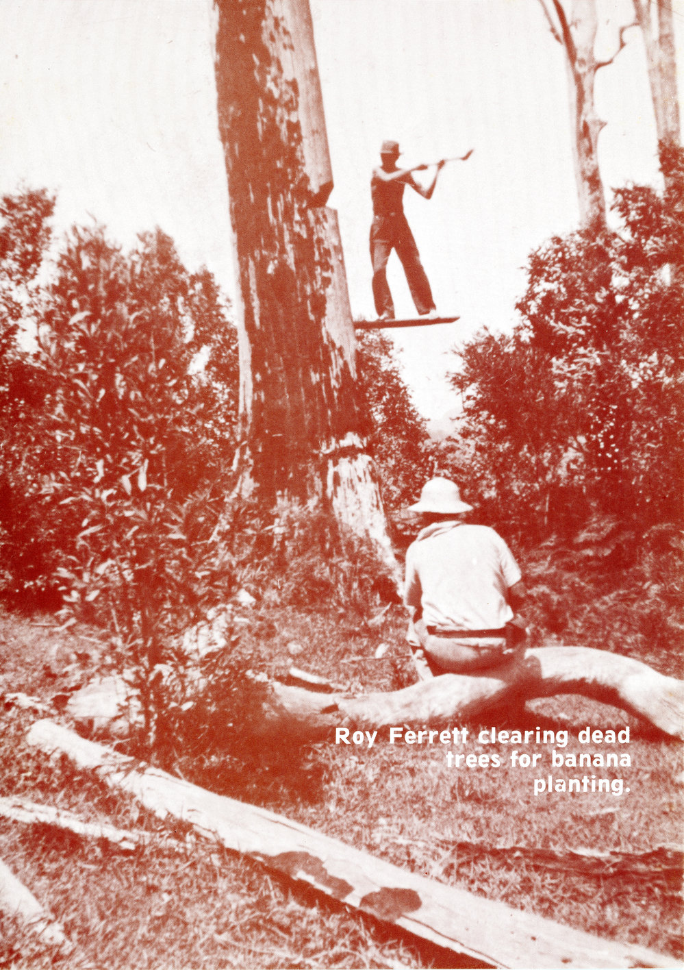 Roy Ferrett clearing trees for banana planting 