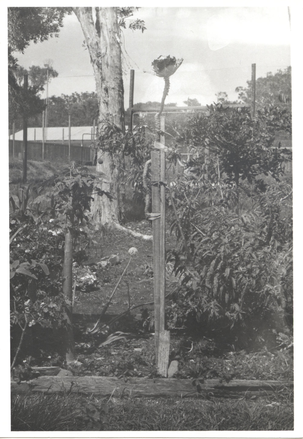 Mrs Ford's garden at Sawtell Legacy Units, 1970