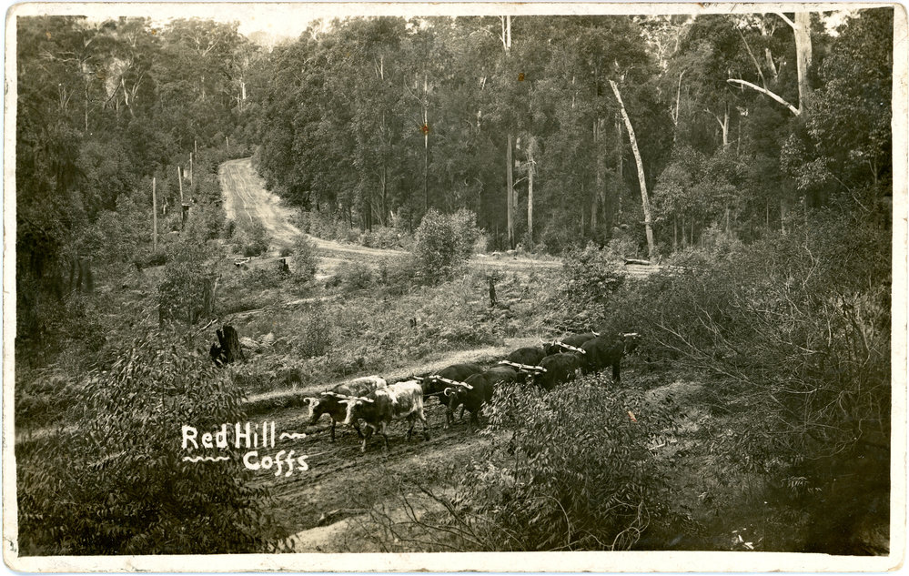 Bullock team at Red Hill, c.1910