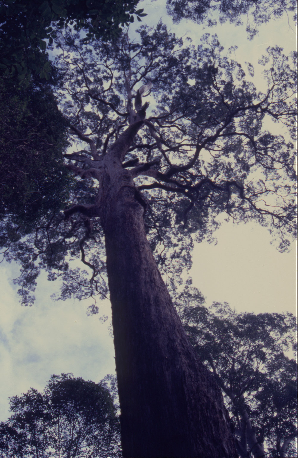 Tallowwood tree