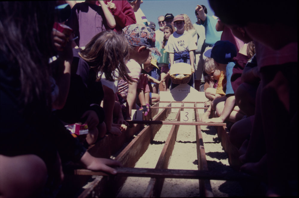 Guinea Pig race