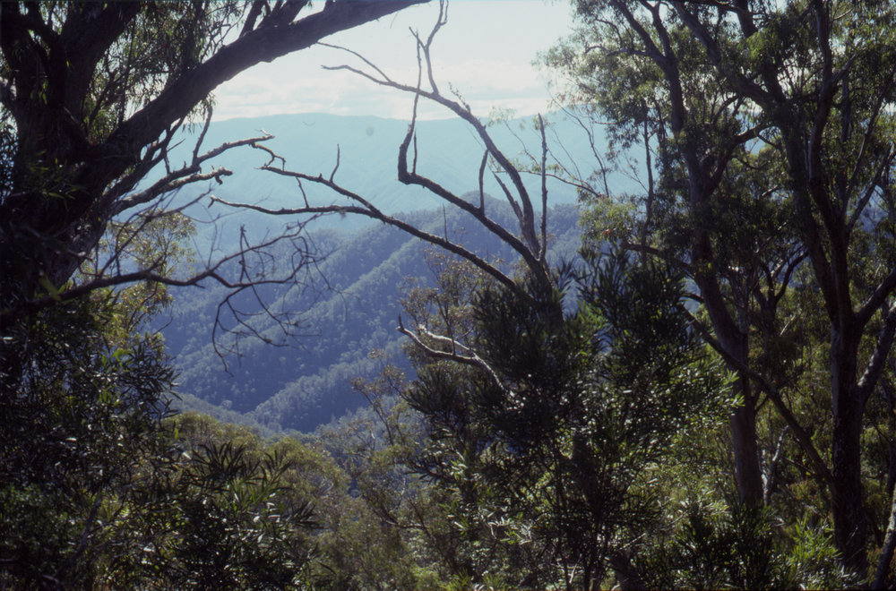 Forested hills, April 1995
