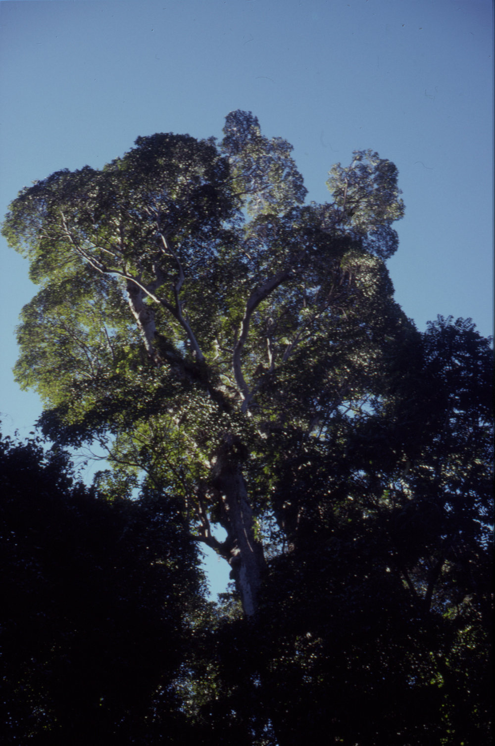 Tree, April 1995