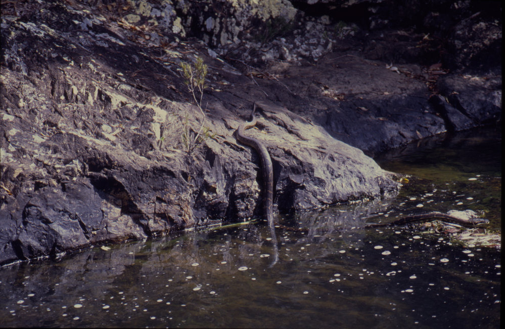 Snake in river
