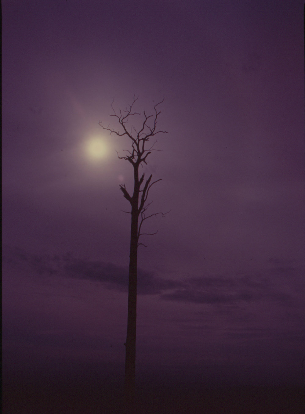 Sun and dead tree