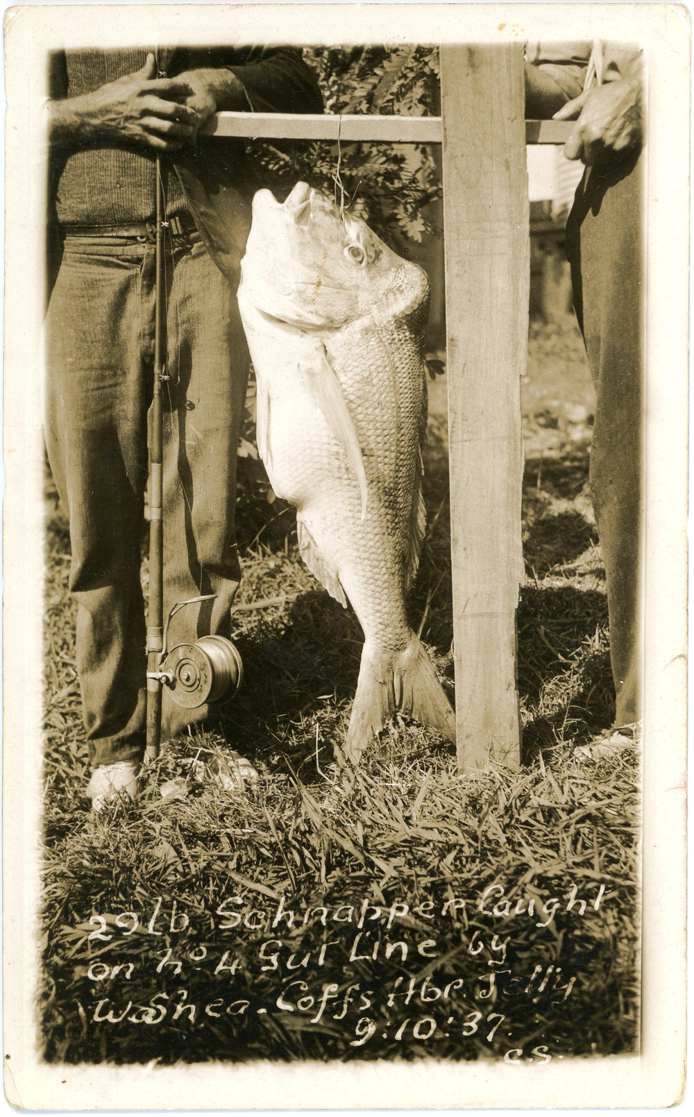 Snapper caught by Walter Shea, 9 October 1937 