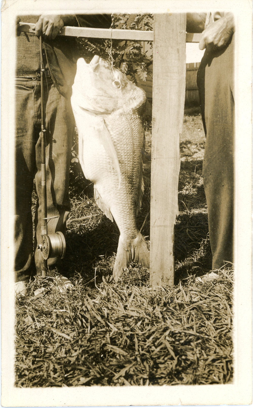 Snapper caught by Walter Shea, 9 October 1937 
