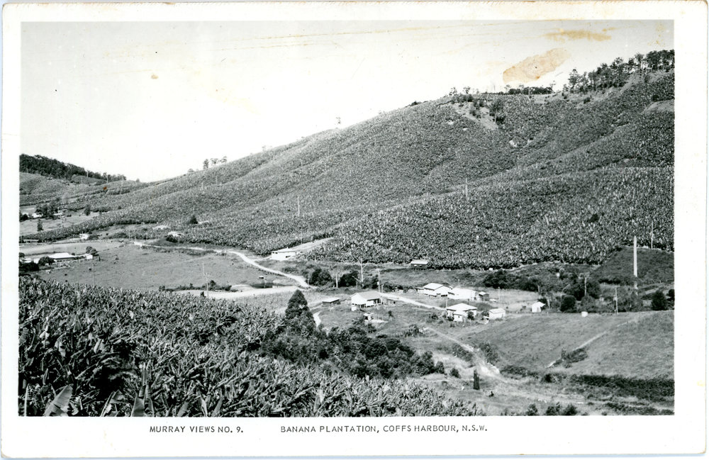 Banana plantation, c. 1960 