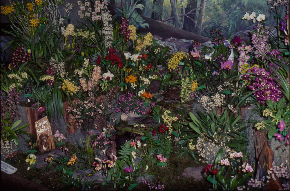 Orchid display, Coffs Harbour Orchid Festival, 1992