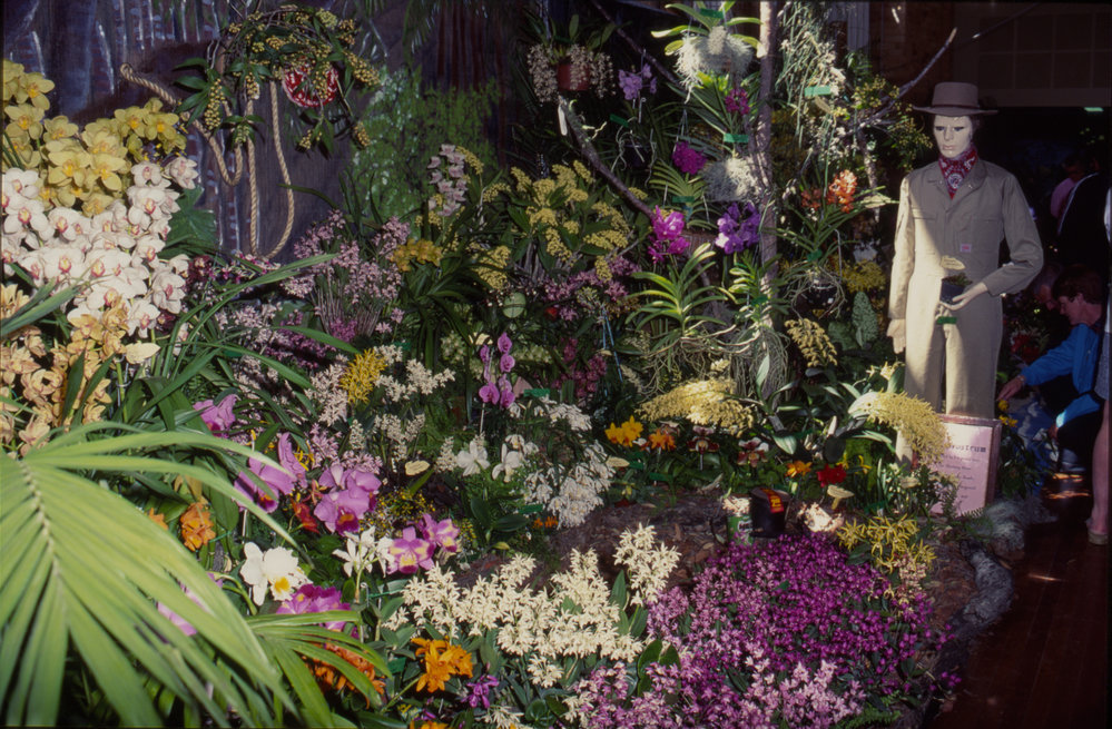 Orchid display, Coffs Harbour Orchid Festival, 1992