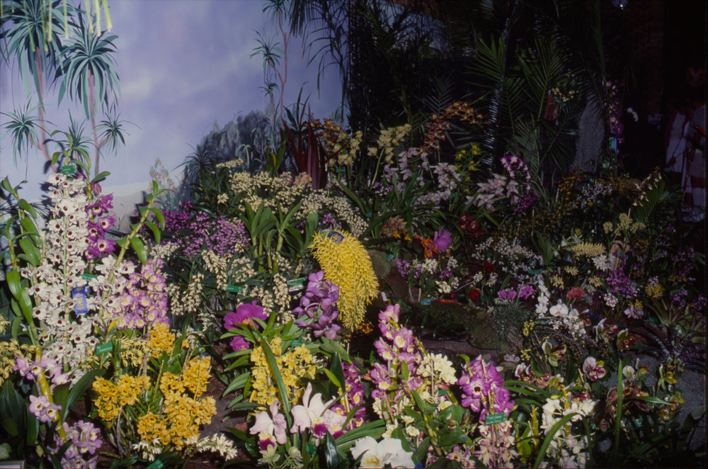 Orchid display, Coffs Harbour Orchid Festival, 1992