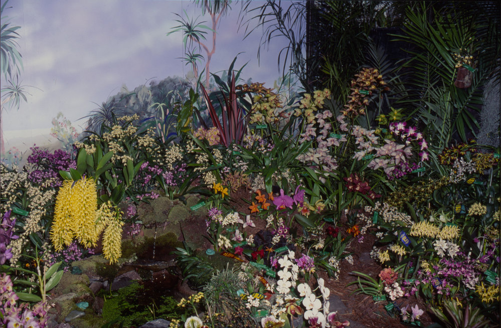 Orchid display, Coffs Harbour Orchid Festival, 1992