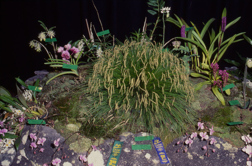Orchid display, Coffs Harbour Orchid Festival, 1992