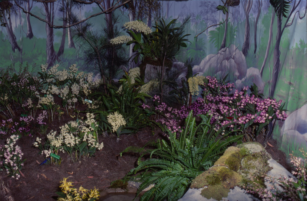 Orchid display, Coffs Harbour Orchid Festival, 1992