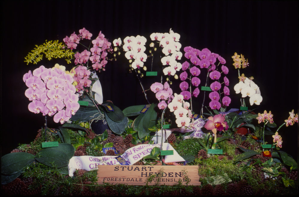 Stuart Heyden's champion orchid display, Coffs Harbour Orchid Festival, 1992