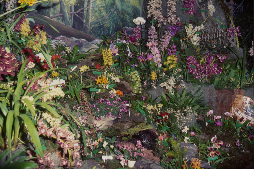 Woolgoolga Orchid Society's display, Coffs Harbour Orchid Festival, 1992