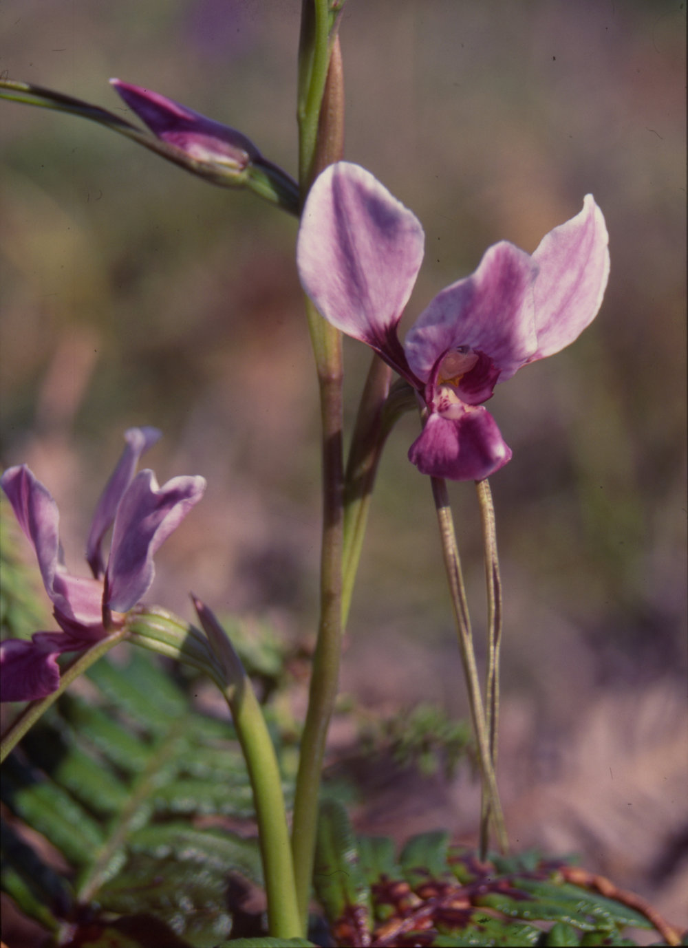 Pink orchid