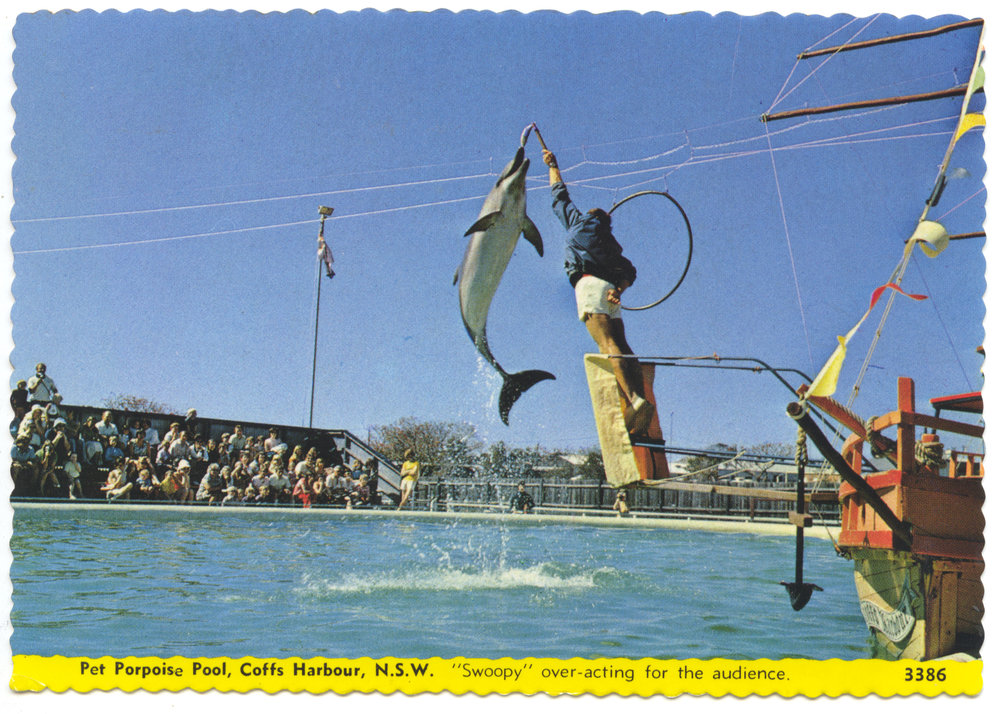 Pet Porpoise Pool souvenir postcard