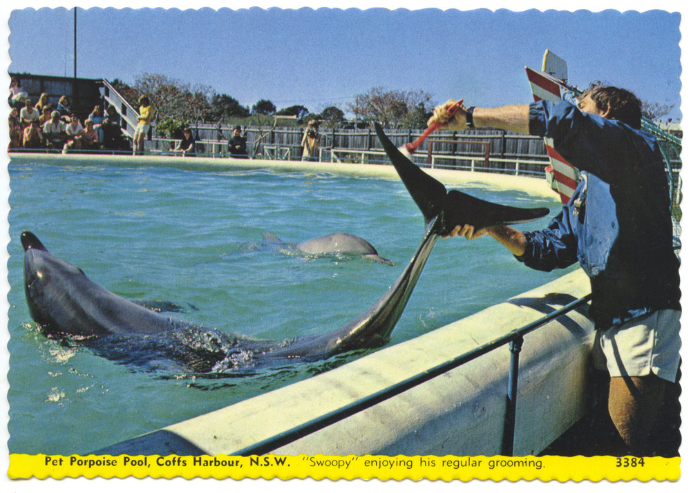Pet Porpoise Pool souvenir postcard