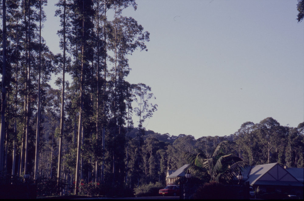 Clubhouse and gum trees at Bonville International Golf Course