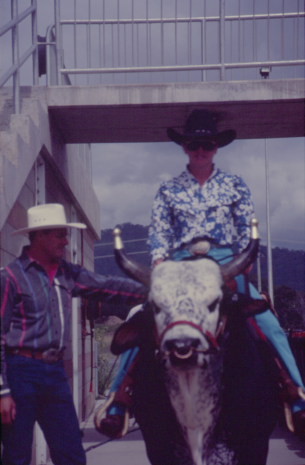 Rodeo rider, Coffs Harbour International Stadium