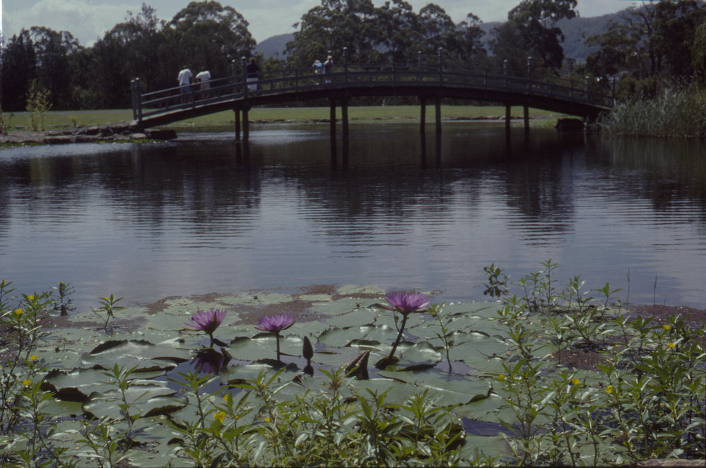 Bridge and lake, North Coast Regional Botanic Garden
