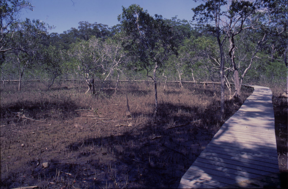 Mangrove Boardwalk, North Coast Regional Botanic Garden