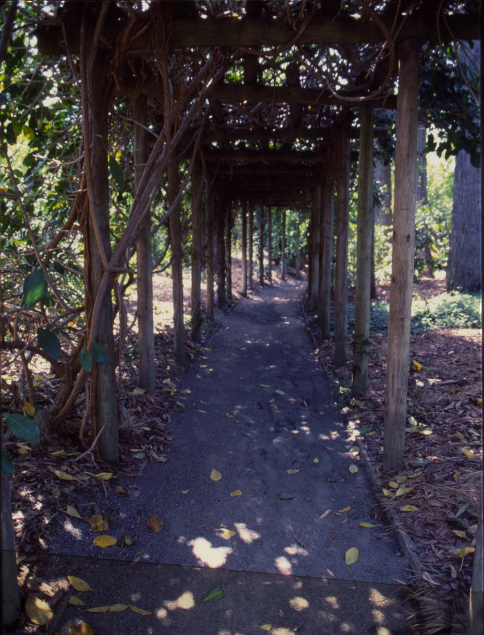 Arbour, North Coast Regional Botanic Garden