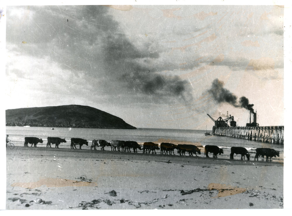 Bullock team pulling a stranded boat on Jetty Beach, 1928
