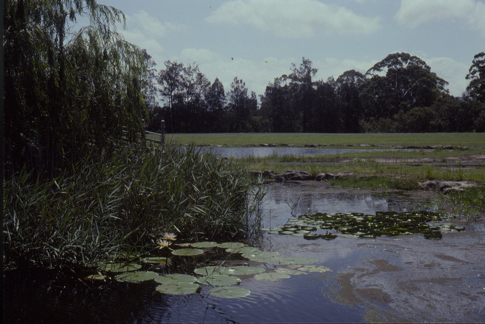 Lake, North Coast Regional Botanic Garden