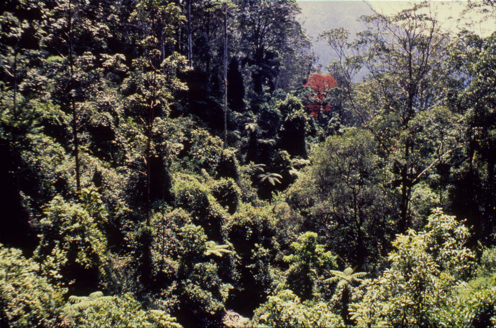 Rainforest canopy, Dorrigo